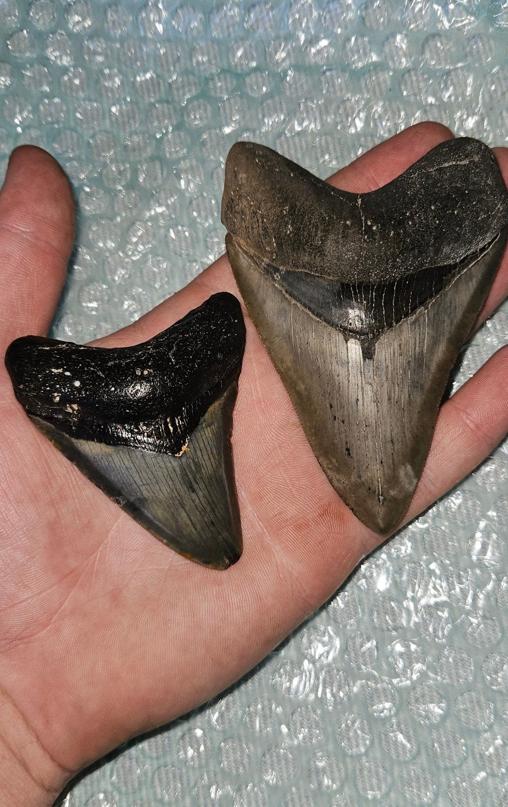 Fossiel, Verzamelen, Mineralen en Fossielen, Ophalen of Verzenden
