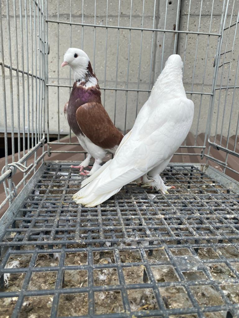 Takla elifli, Meerdere dieren, Postduif