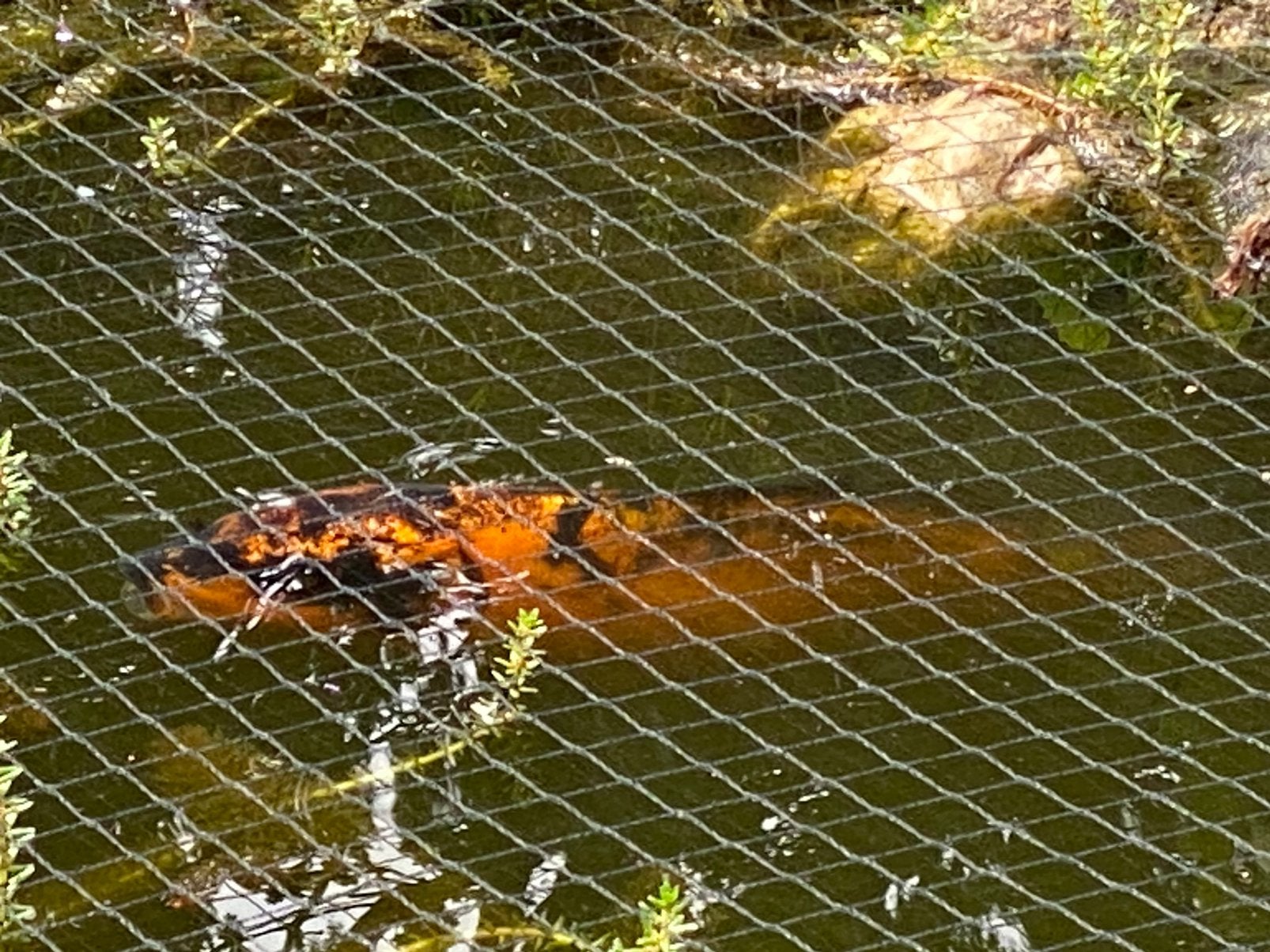 Koi karper 30 à 40 cm, Karper of Koi