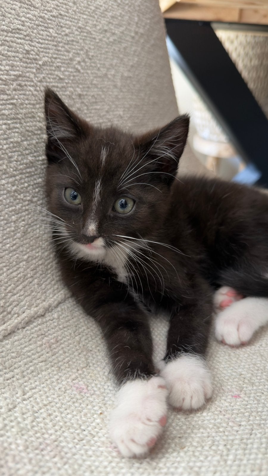 Twee Kittens beschikbaar, Dieren en Toebehoren, Katten en Kittens | Raskatten | Korthaar, Meerdere dieren, Ontwormd, 0 tot 2 jaar