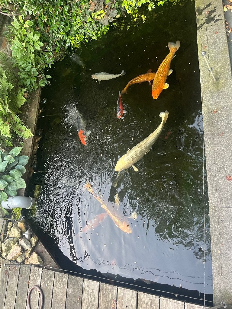 Koi karpers, Dieren en Toebehoren, Vissen | Vijvervissen, Karper of Koi