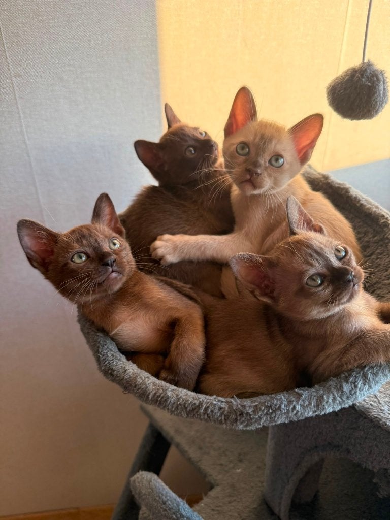 Prachtige Burmese Kittens te koop, Dieren en Toebehoren, Meerdere dieren, Gechipt, 0 tot 2 jaar