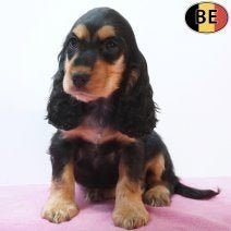 Engelse Cocker - Speelse pups te koop, België, Handelaar, CDV (hondenziekte), 8 tot 15 weken