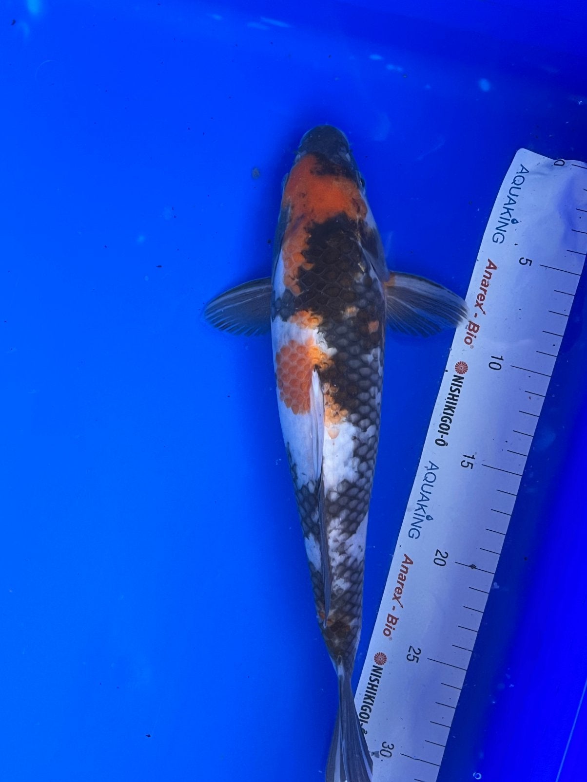 Showa, Karper of Koi