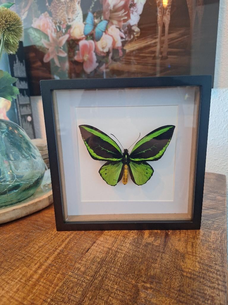 Zeldzame vlinder in lijst, Minder dan 50 cm, Nieuw, Ophalen of Verzenden, Minder dan 50 cm