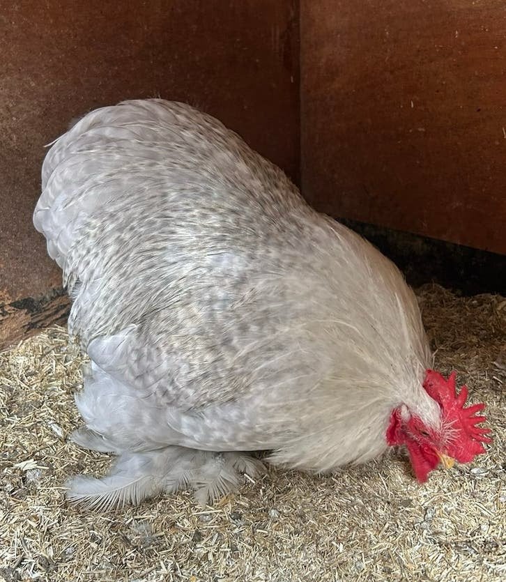 Cochin kriel haan parelgrijskoekoek, Dieren en Toebehoren, Mannelijk, Kip