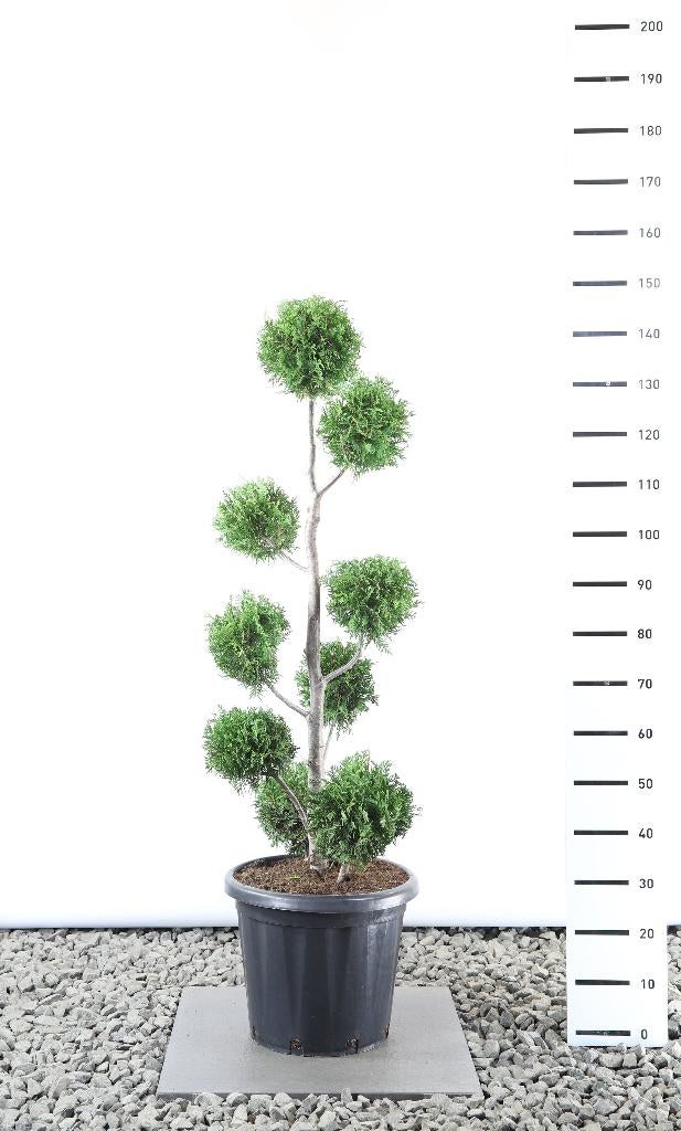 bonsai, Tuin en Terras, Ophalen, Bloeit niet, Halfschaduw, Overige soorten