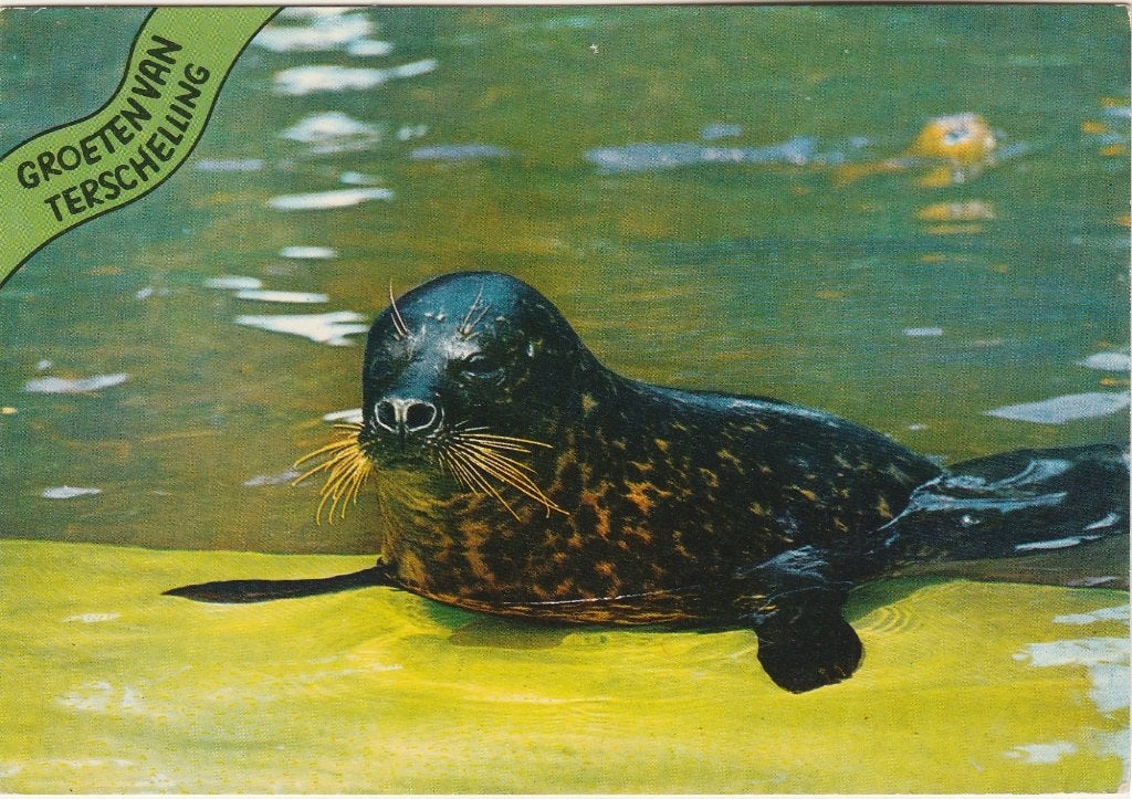 TERSCHELLING Zeehond Groeten, Verzenden, 1980 tot heden, Gelopen, Waddeneilanden