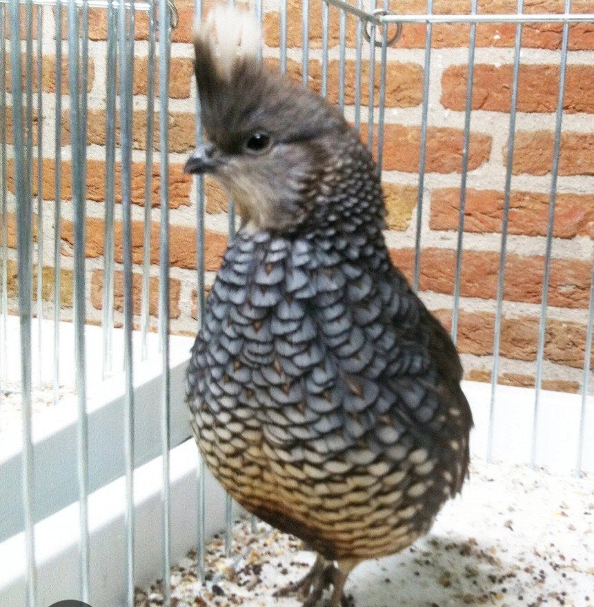 Blauwschubben kwartels eieren gezocht, Meerdere dieren