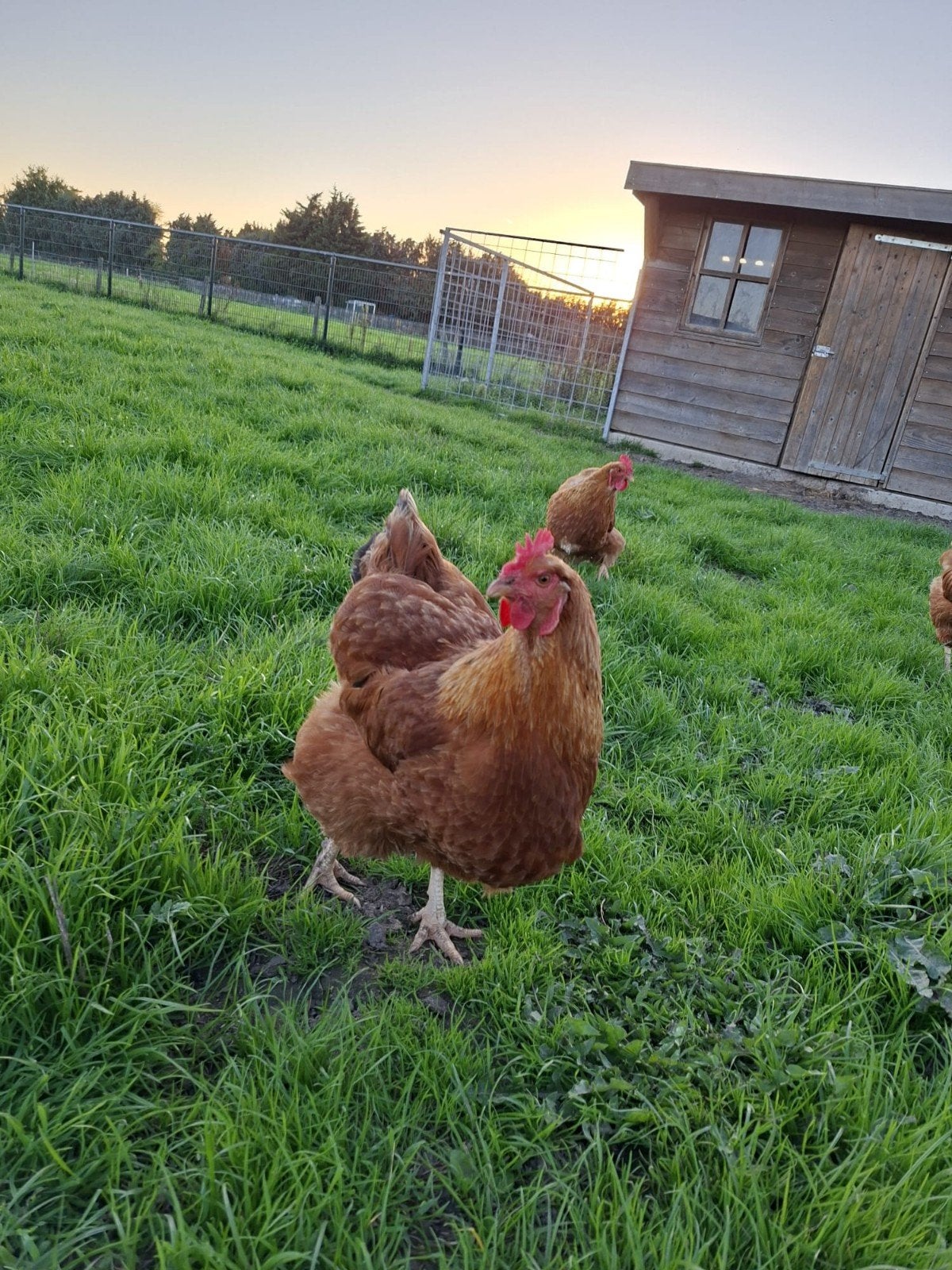 11 kippen en 1 haan, Meerdere dieren, Kip