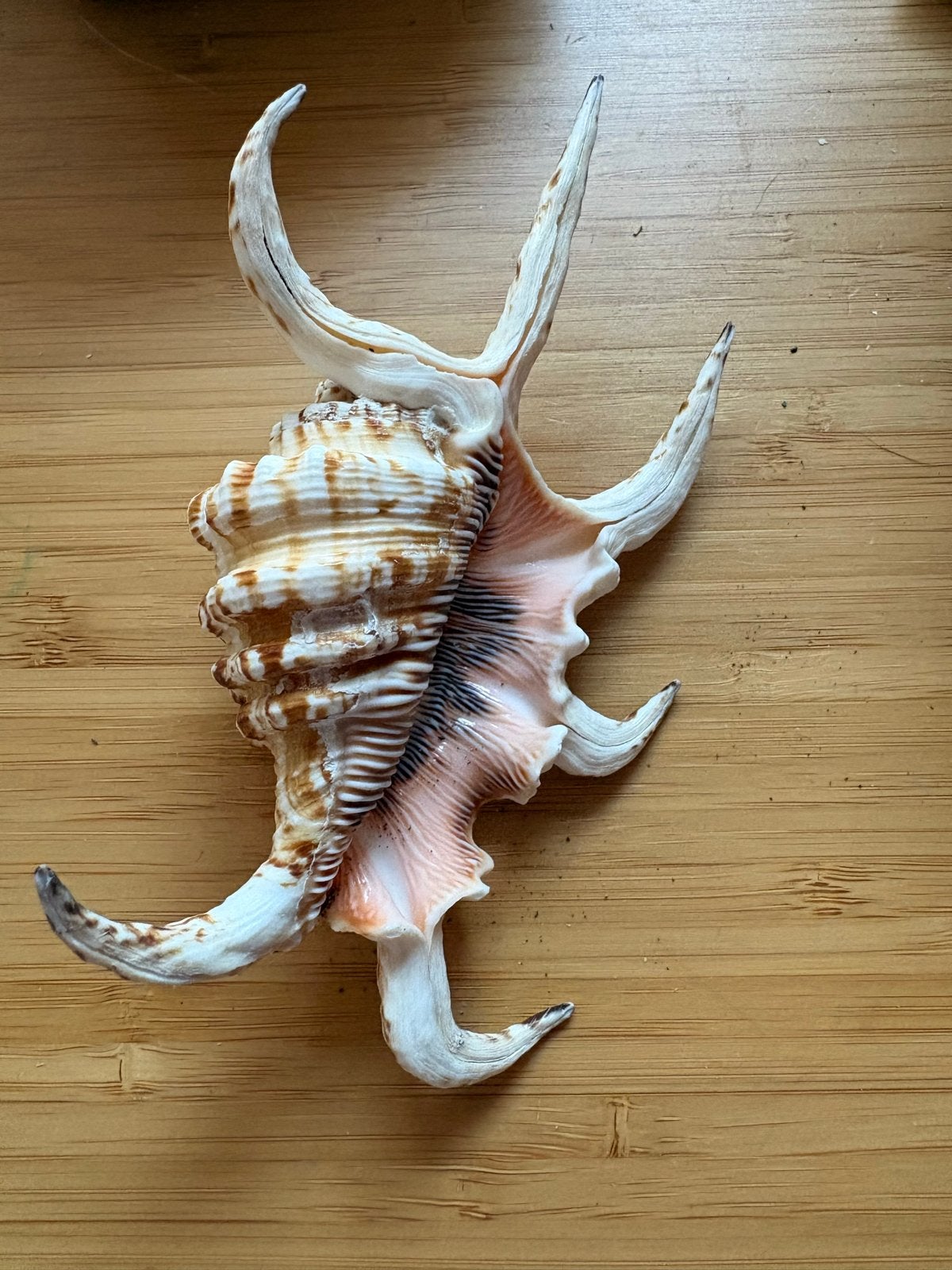 Mooie unieke schelp - Decoratieve blikvanger, Ophalen of Verzenden, Zo goed als nieuw