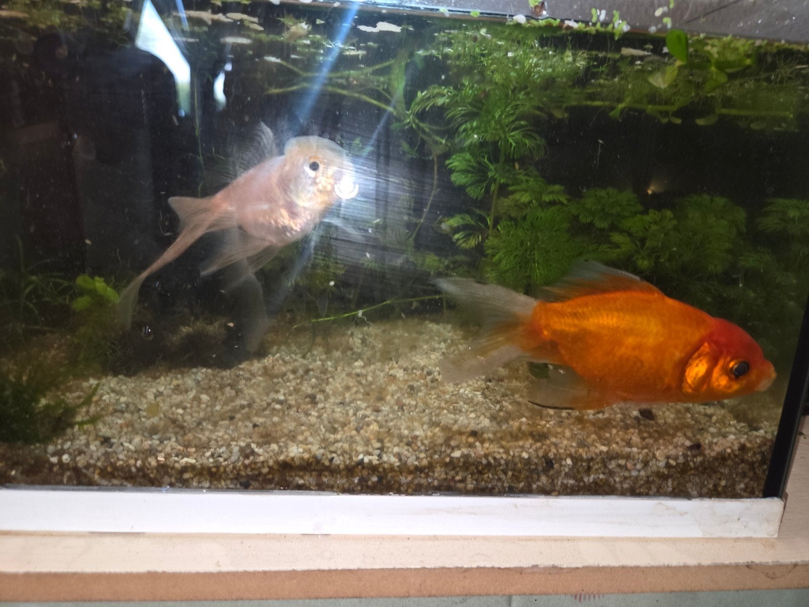 Koppel sluierstaarten GRATIS AF TE HALEN, Dieren en Toebehoren, Vis