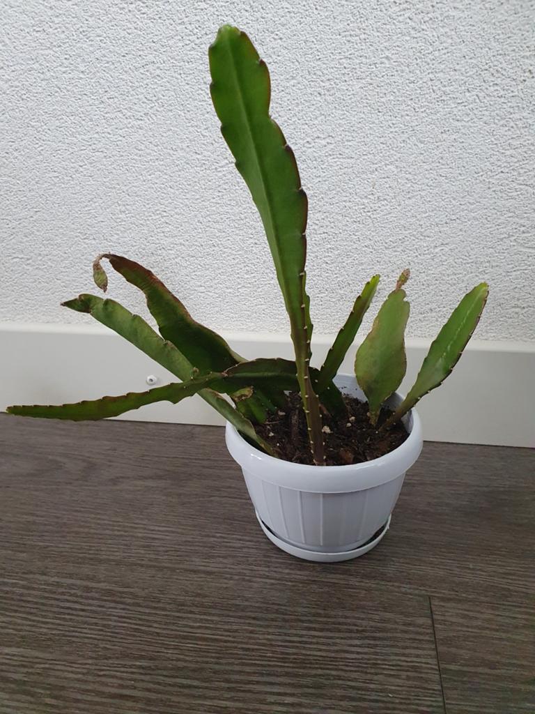Mooie, goed groeiende hangcactus in pot, Huis en Inrichting, Kamerplanten, Minder dan 100 cm, Groene kamerplant, Halfschaduw, Ophalen of Verzenden