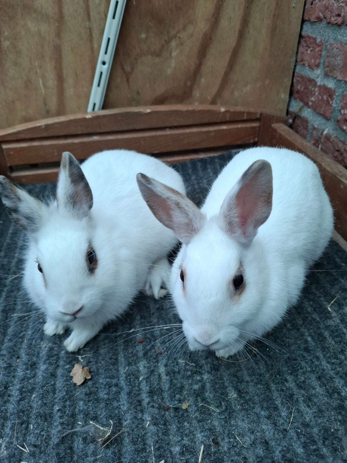 te koop twee dwergkonijntjes voedsters, Dieren en Toebehoren, Vrouwelijk, Dwerg