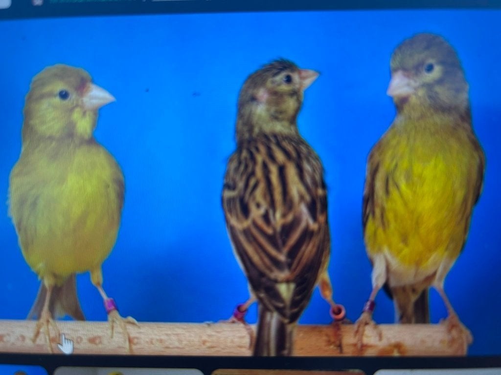 kanaries te koop, Dieren en Toebehoren, Vogels | Kanaries, Meerdere dieren, Kleurkanarie