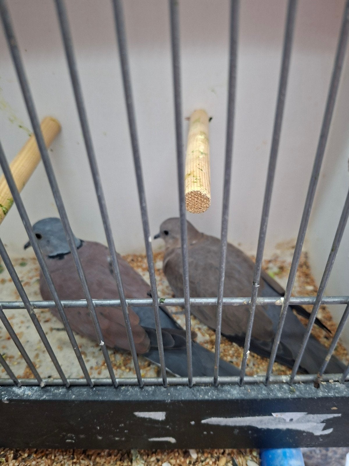 diverse duiven, Dieren en Toebehoren