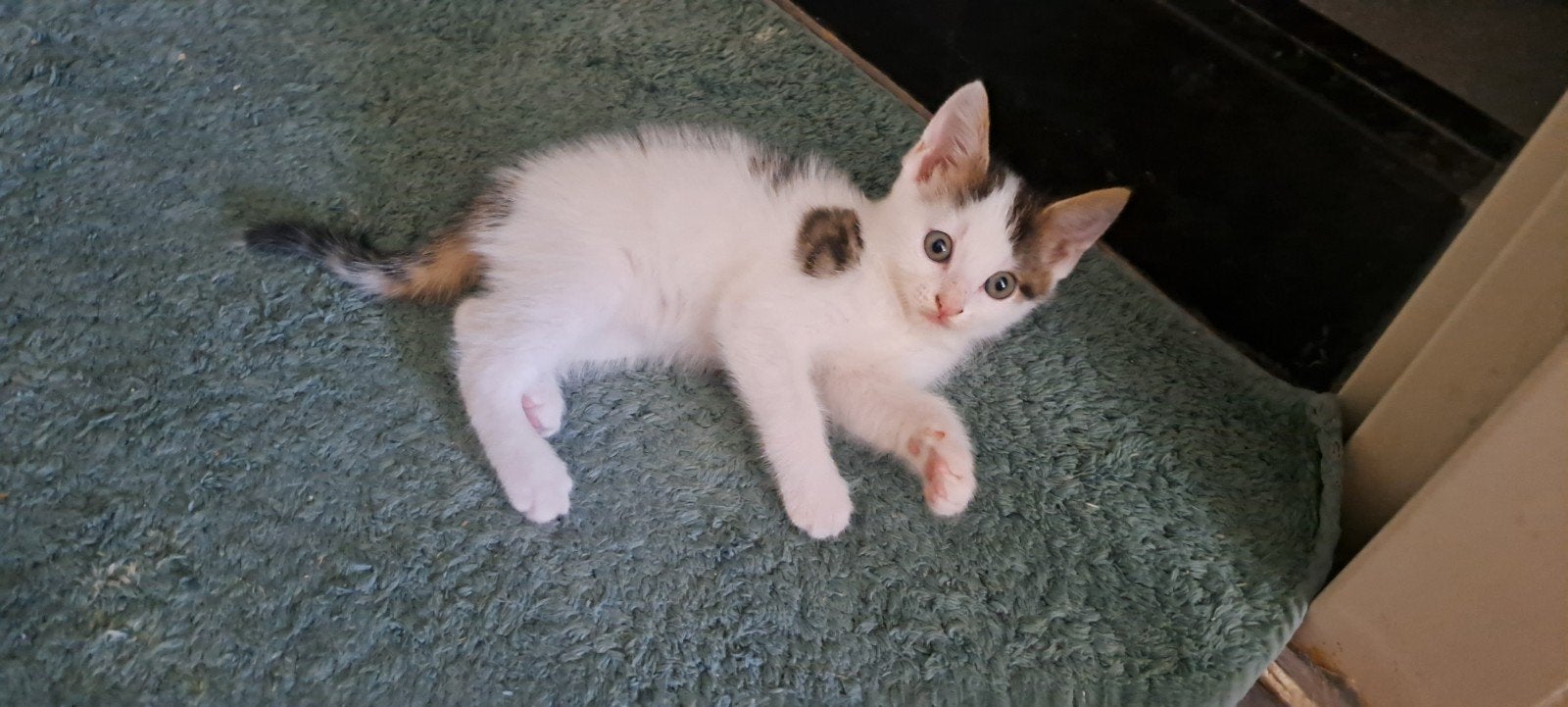 Kittens tekoop geboren 13 mei