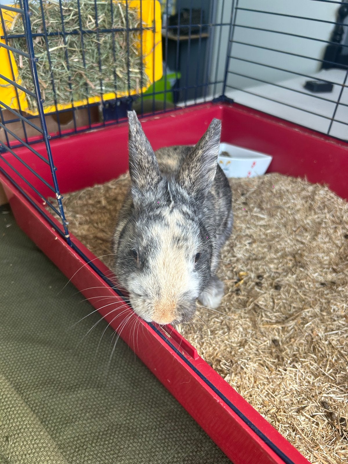 Dwergkonijnen zoeken een liefdevol nieuw thuis, Mei, Meerdere dieren, Overige typen, Tam