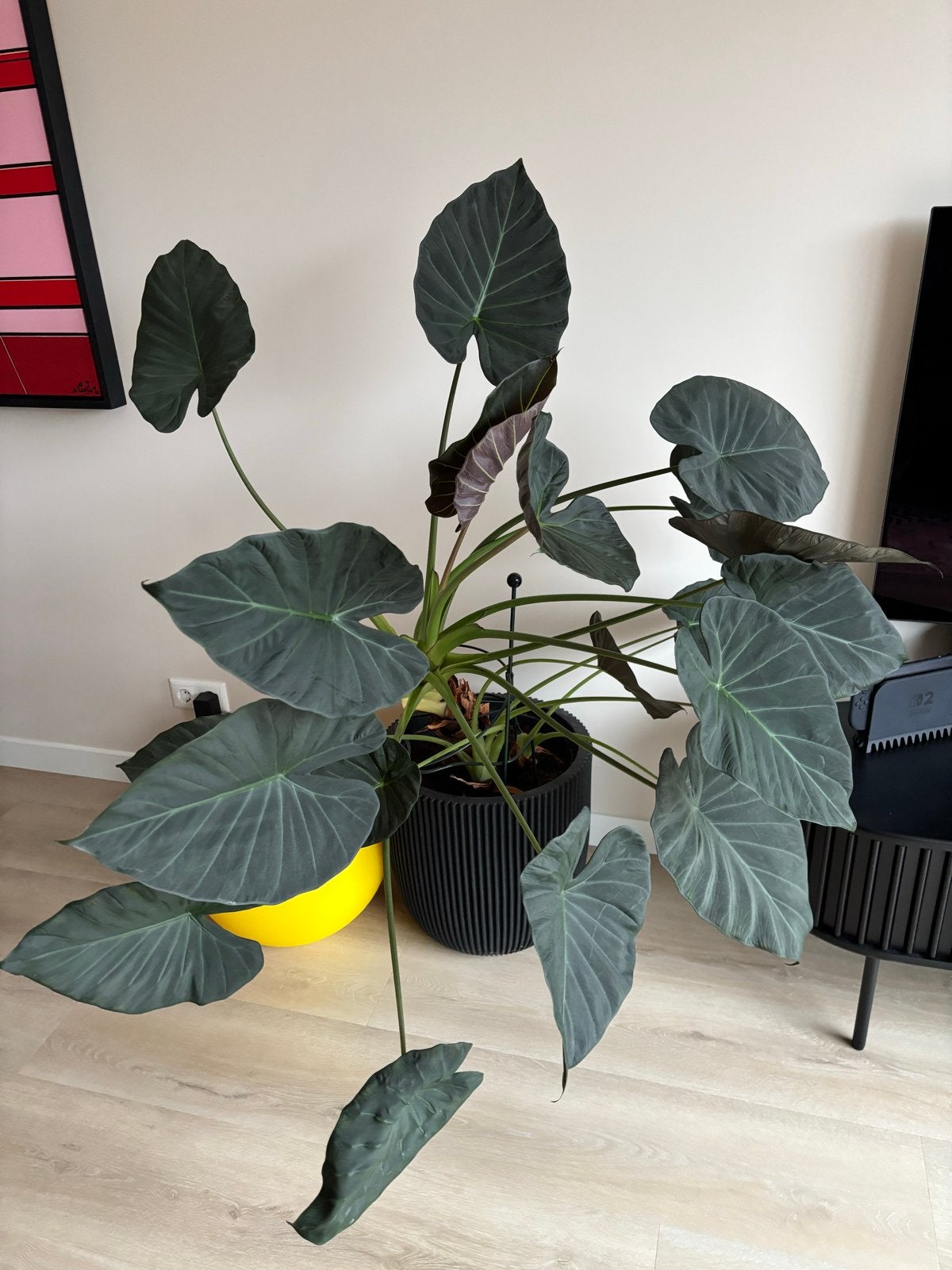 Grote Alocasia Zebrina kamerplant, Ophalen, 100 tot 150 cm, Overige soorten, Halfschaduw