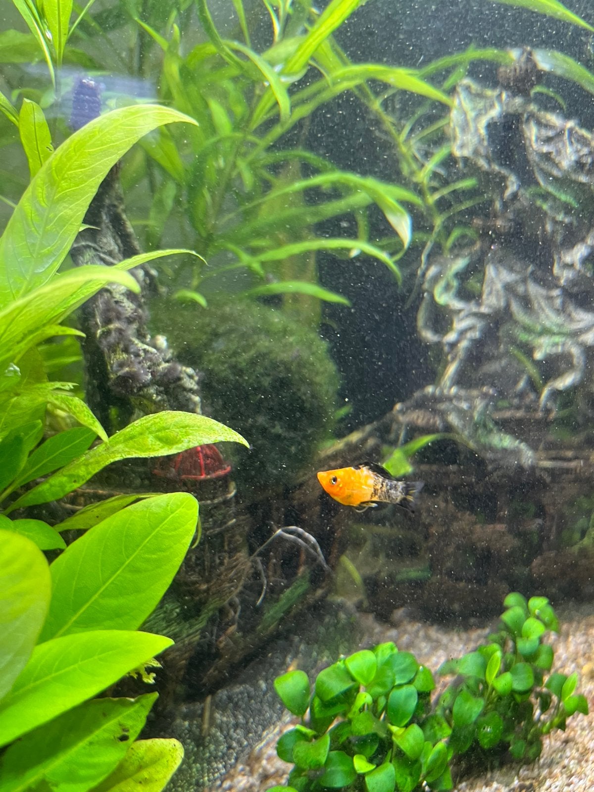 Platy’s en Molly Balloon, Vis