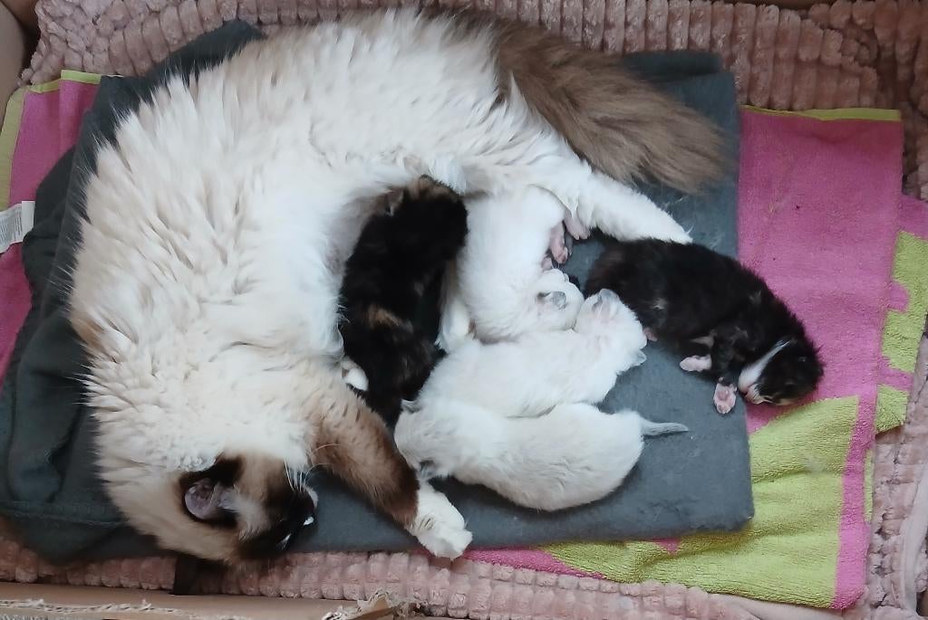 Ragdoll mix kittens GERESERVEERD, Dieren en Toebehoren, Katten en Kittens | Raskatten | Langhaar, Meerdere dieren, 0 tot 2 jaar