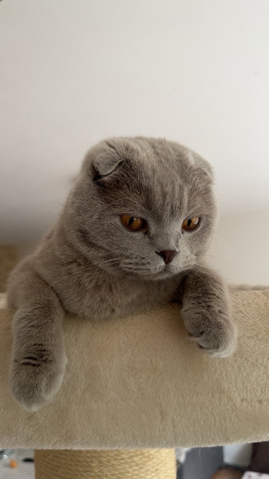 Lieve 5‑jarige binnenkat zoekt rustige nieuwe thuis, Dieren en Toebehoren, Katten en Kittens | Raskatten | Korthaar, Kater, Met stamboom