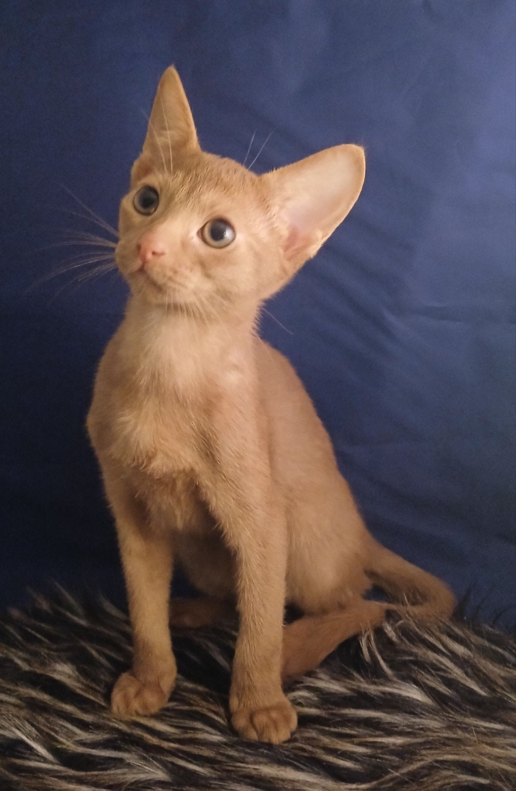 Super lieve actieve abessijn f5 chausie kittens., Dieren en Toebehoren, Meerdere dieren, Gechipt