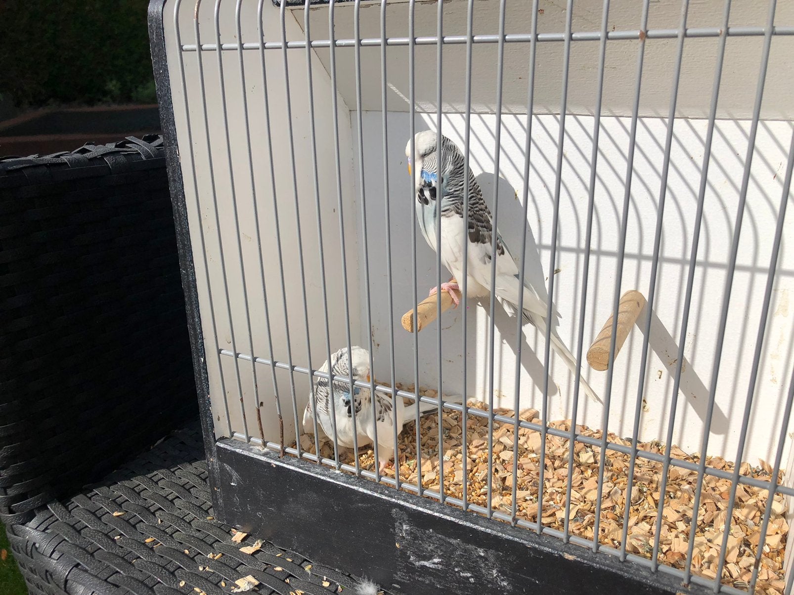 Engelse parkieten, Meerdere dieren, Parkiet