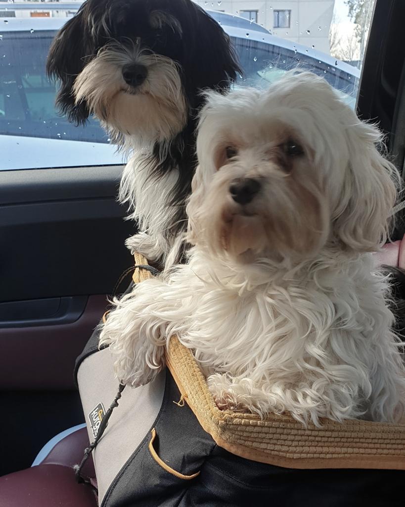 Hondenstoeltje voor in de auto zgan, Dieren en Toebehoren, Honden-accessoires, Ophalen of Verzenden, Zo goed als nieuw
