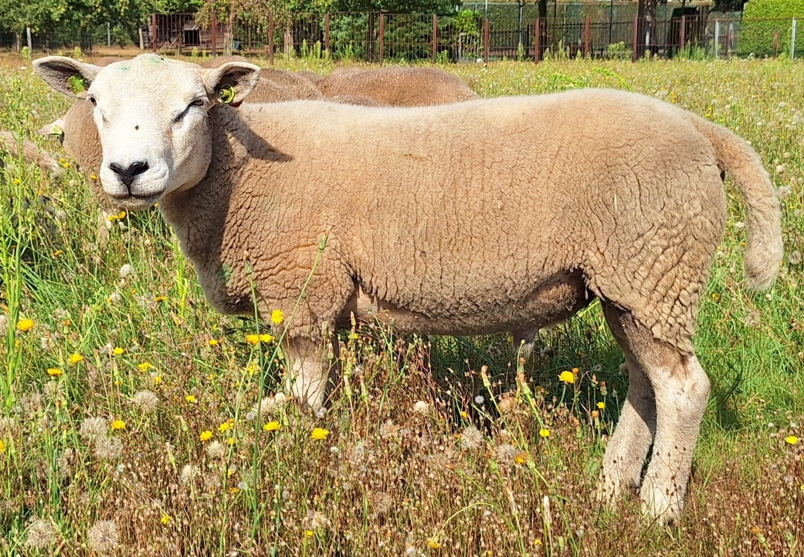 Engelse texelaar dekram, Dieren en Toebehoren, Mannelijk, Schaap, 0 tot 2 jaar
