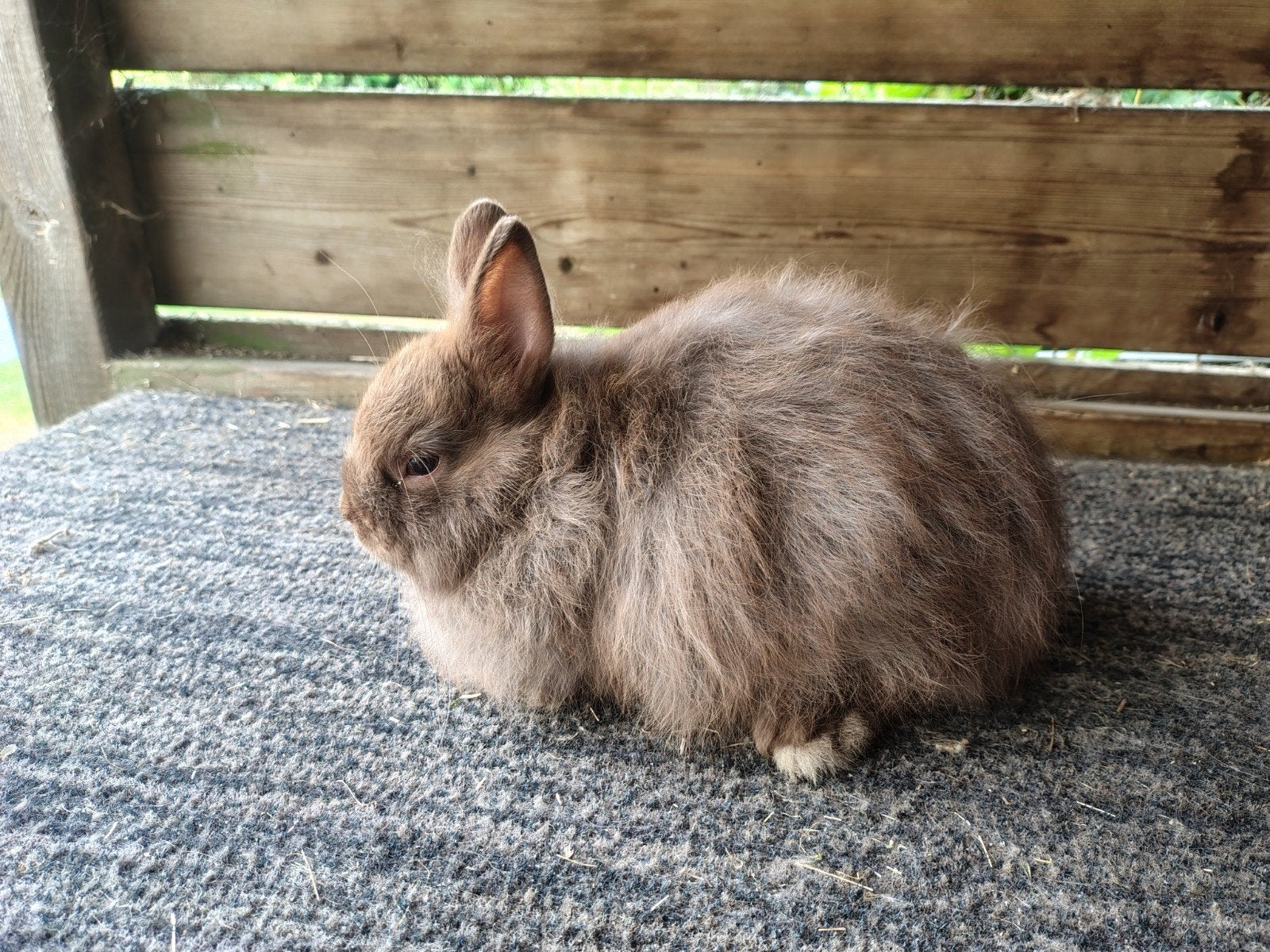 vosdwerg, Dieren en Toebehoren, Mannelijk, Dwerg