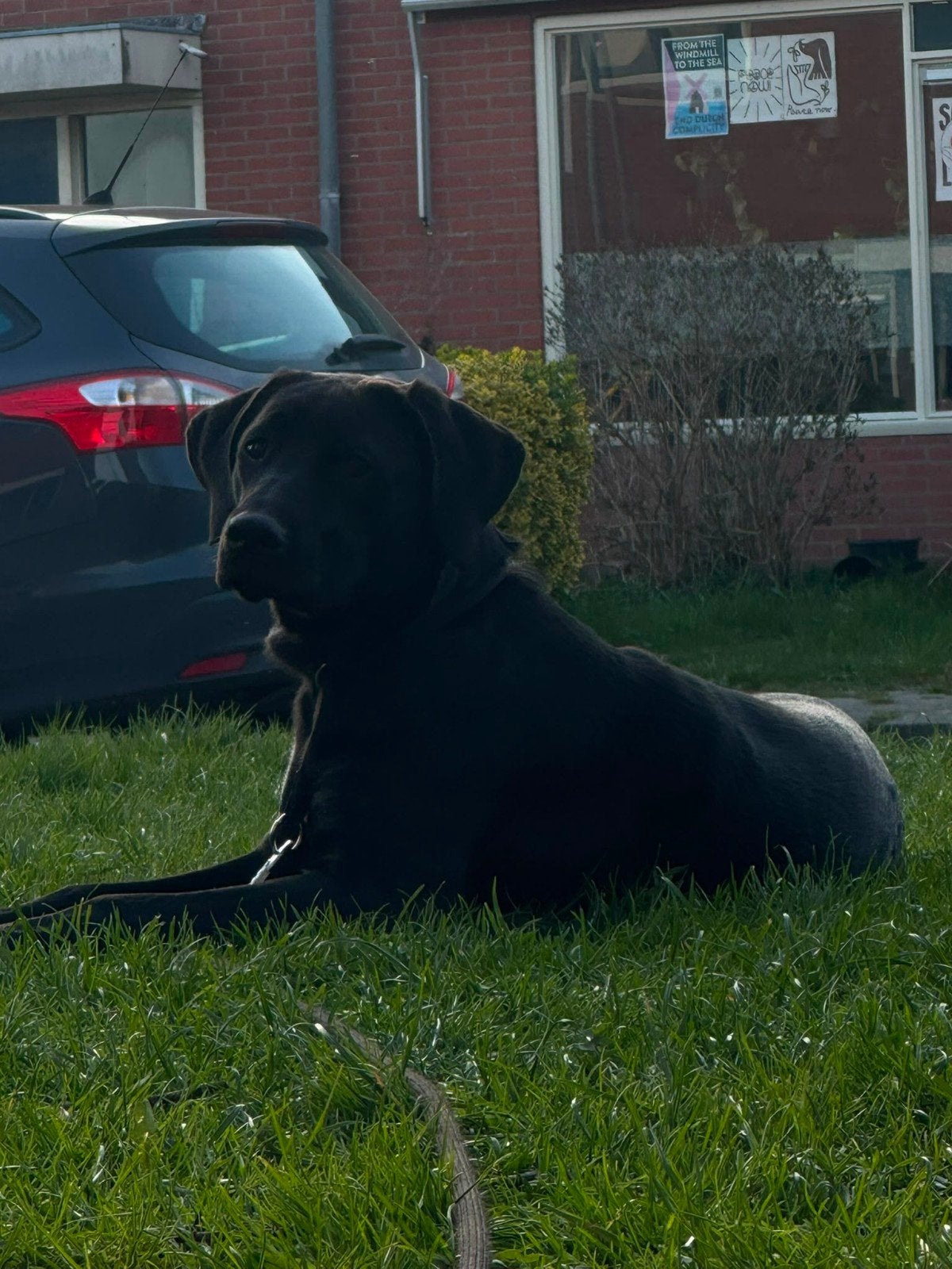 richback met stabij mijn naam is Nova., Dieren en Toebehoren, Honden | Niet-rashonden, 15 weken tot 1 jaar, CDV (hondenziekte)