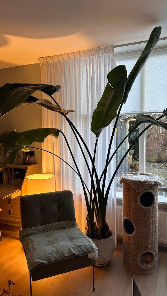 Woonkamer plant Strelitzia Nicolai, Groene kamerplant, Ophalen, Halfschaduw, 200 cm of meer