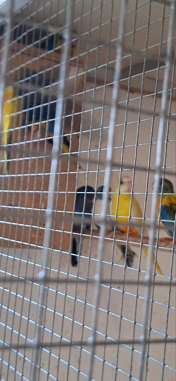 Diverse forse jonge opaline splendidparkieten, Meerdere dieren, Parkiet