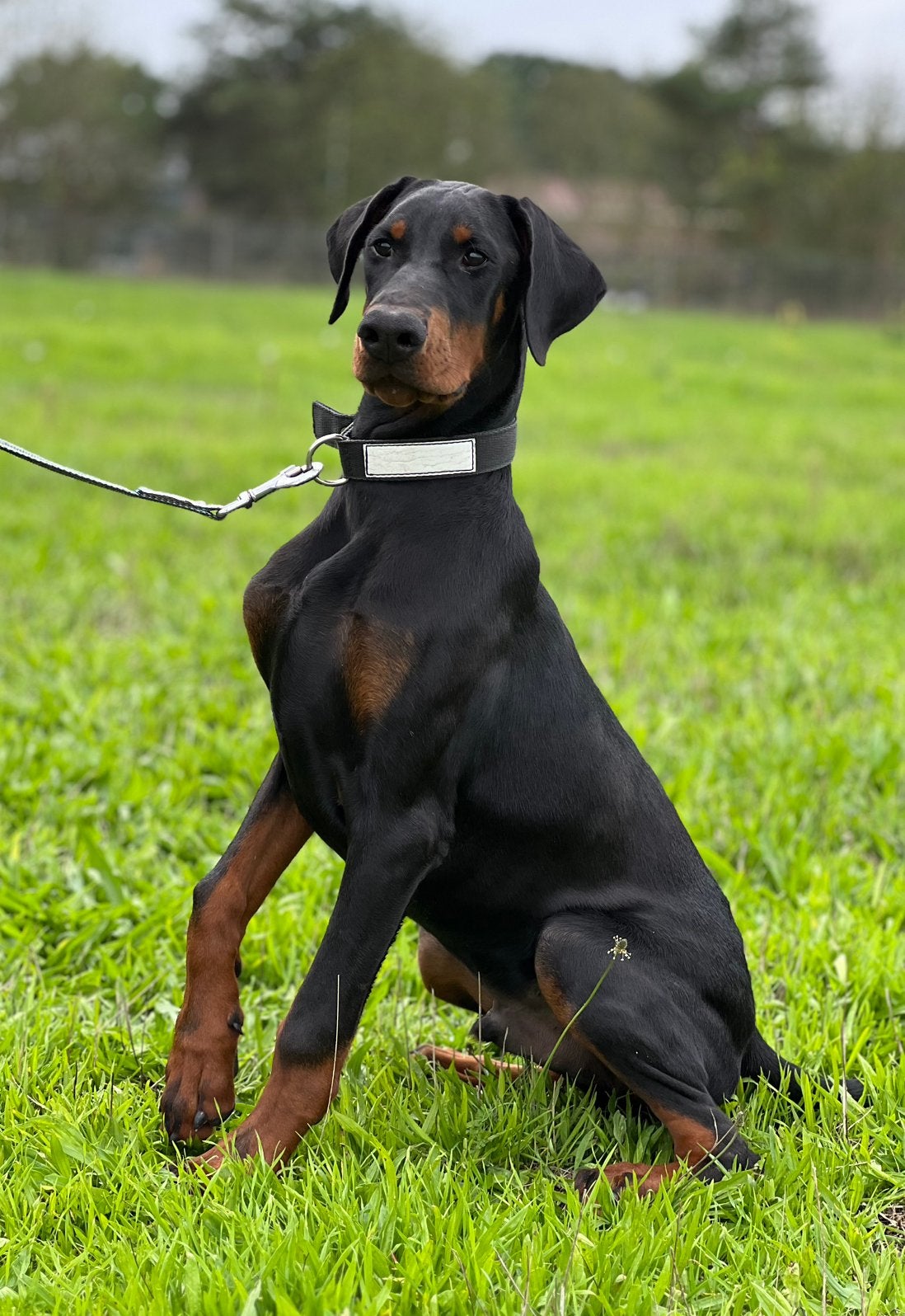 Twee prachtige lieve Dobermann reu pups te koop, Particulier, 15 weken tot 1 jaar, Buitenland, Meerdere