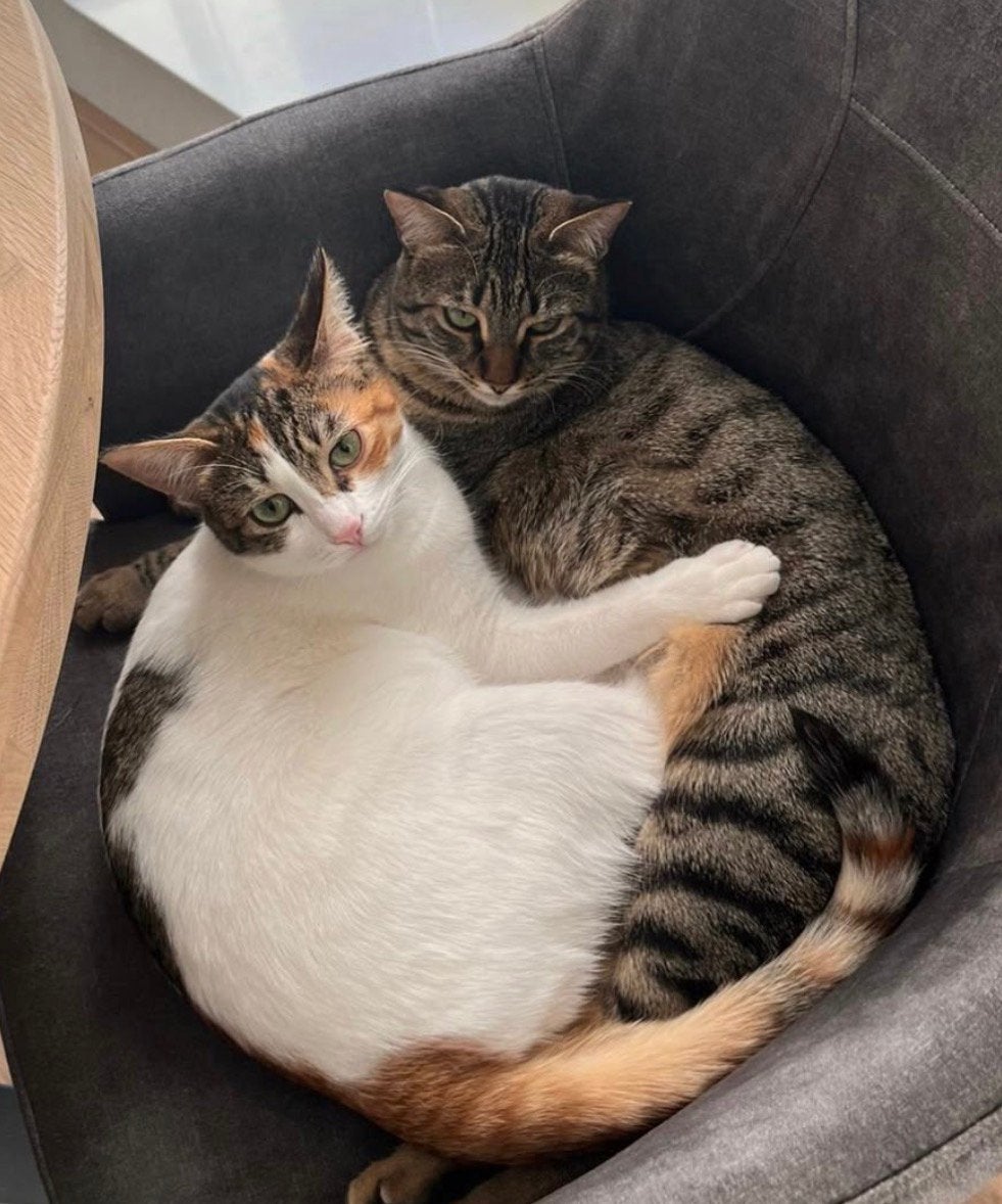 Een nieuw huisje voor Tijger en Beer, Poes, Kortharig, 3 tot 5 jaar
