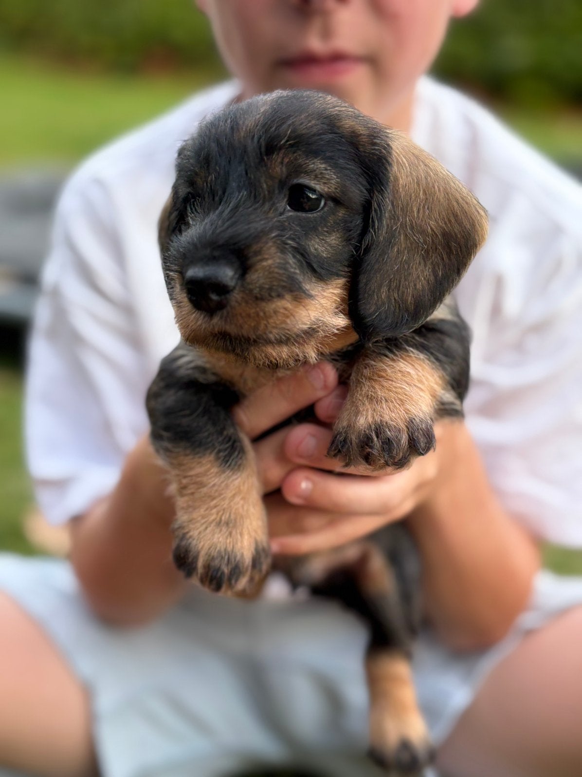Teckel pup nog 1 wildkleur reutje beschikbaar., Rabiës (hondsdolheid), 8 tot 15 weken, Dwerg, Meerdere