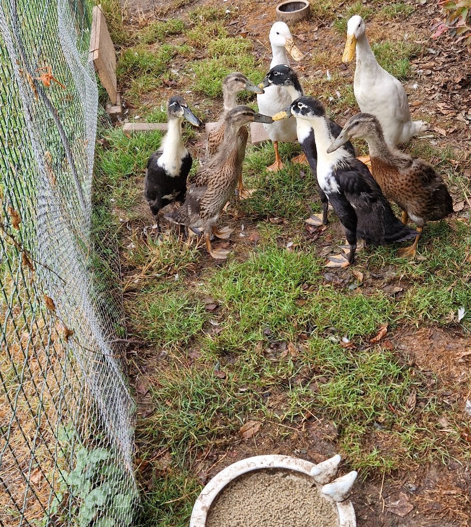6 jonge loopeenden gekleurd, Meerdere dieren, Eend