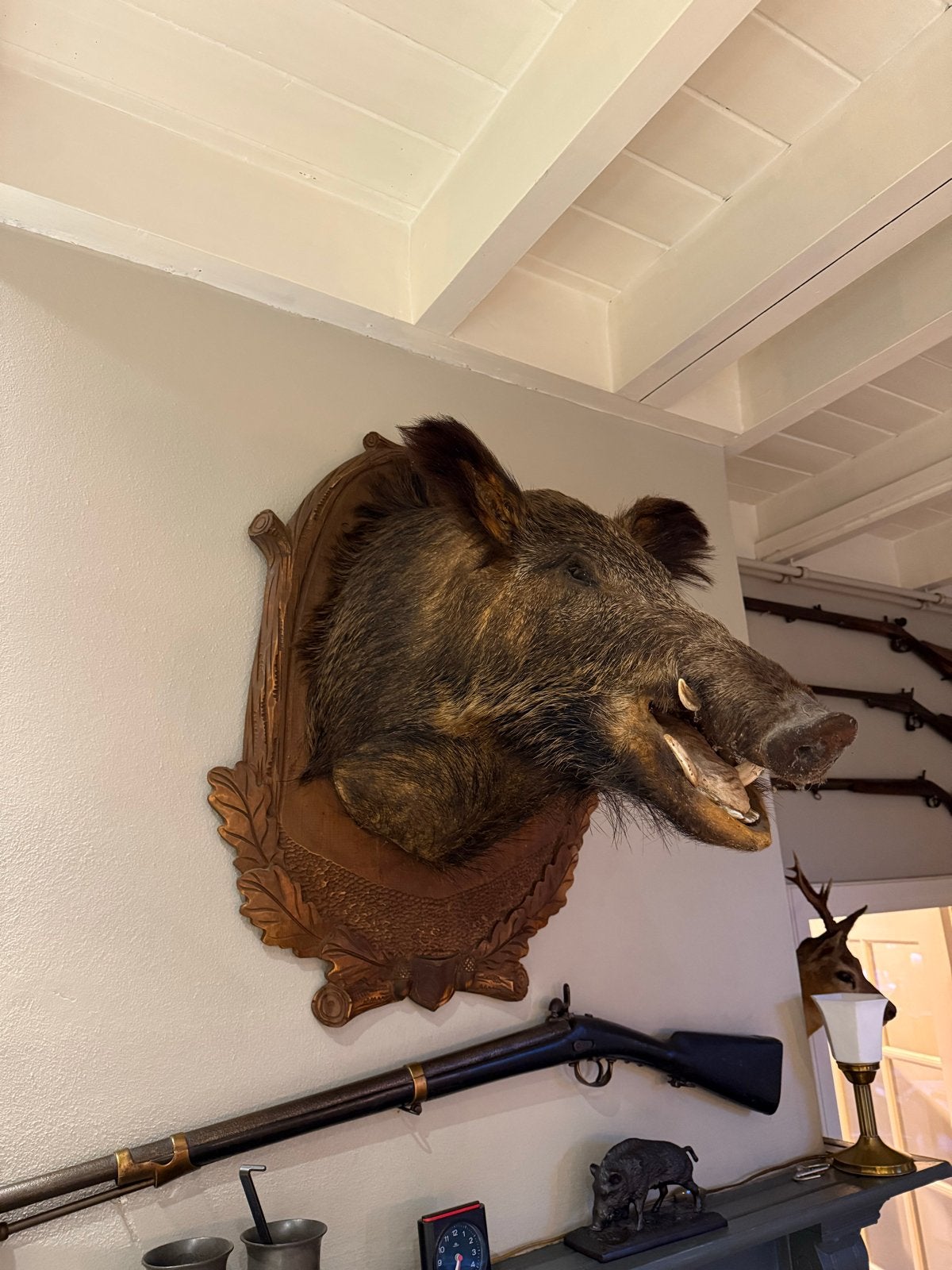 Opgezette wildzwijnkop uit Polen - Uniek decoratiestuk, Ophalen