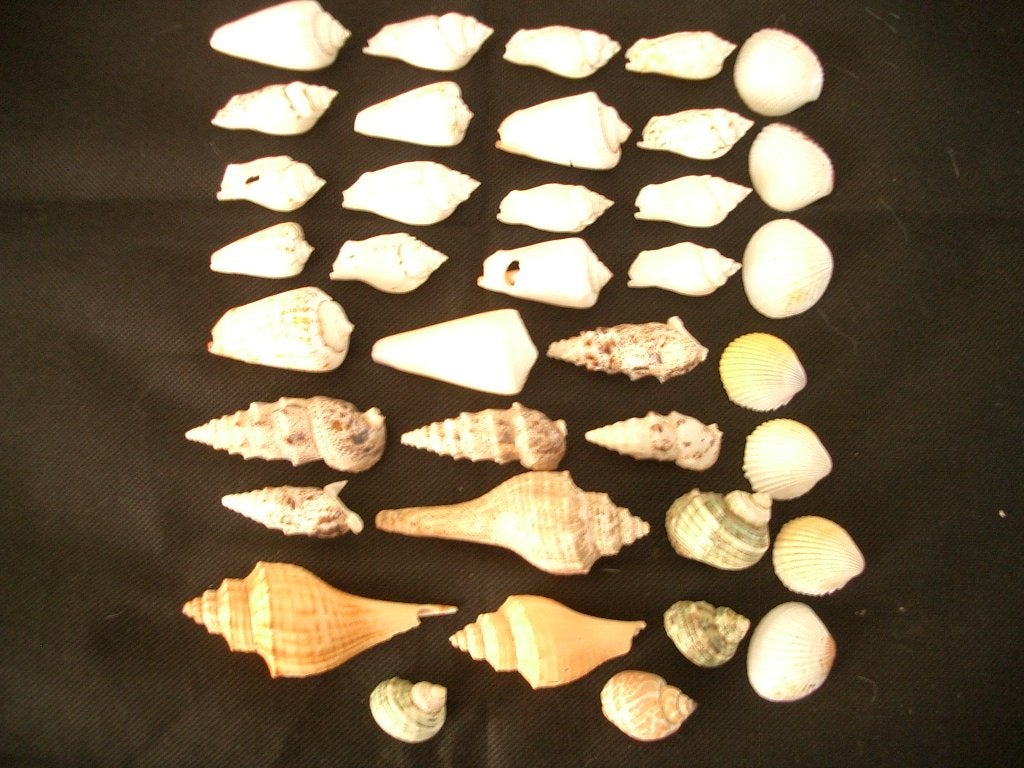 fossiel mineraal schelp slakkenhuis strand verzamelen sfeer, Verzamelen, Mineralen en Fossielen, Ophalen of Verzenden, Fossiel