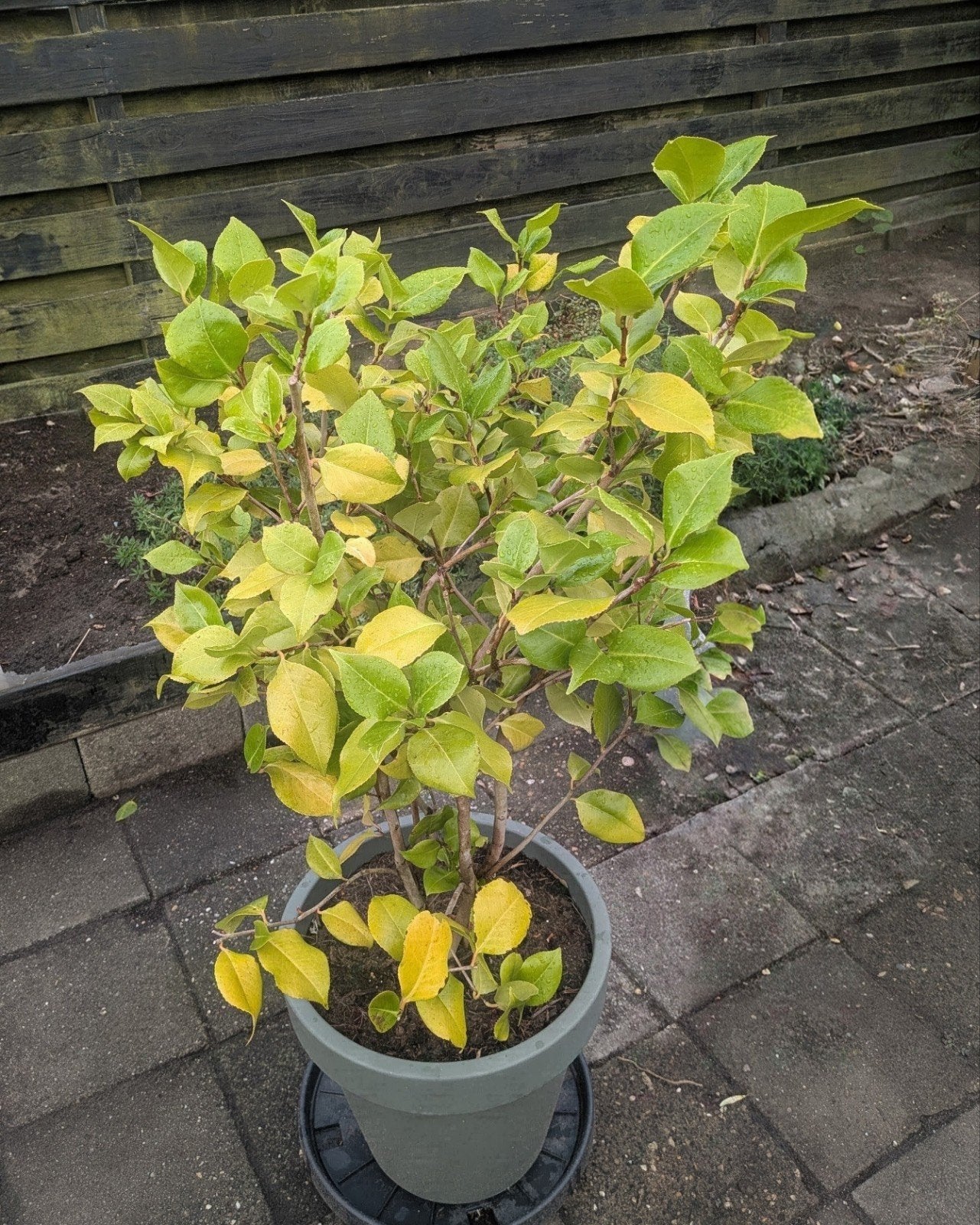 Rozenstruik - ca. 1 meter hoog, Tuin en Terras, Planten | Tuinplanten, Ophalen, Overige soorten, Halfschaduw