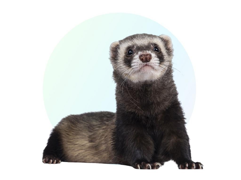 Fret pup gezocht, Januari, Geslacht onbekend, Fret