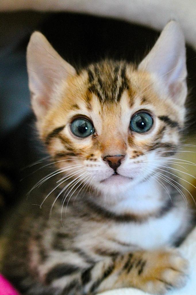 TICA Bengaal kitten (Black Tabby Spotted) lief, sociaal, Dieren en Toebehoren, Kater, Met stamboom, 0 tot 2 jaar