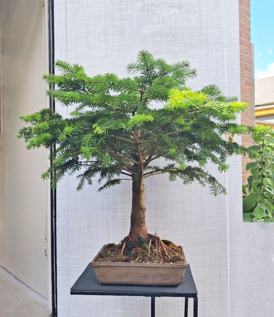 Grote Bonsai Abies Nordmanniana- Kaukasische zilverspar, Ophalen, Halfschaduw, In pot, Minder dan 100 cm