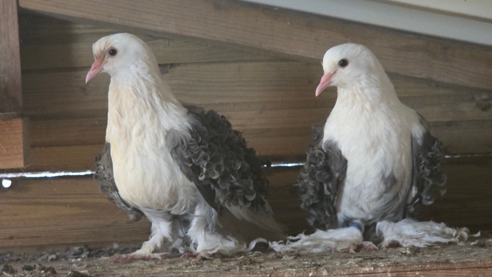 krulduiven te koop, Dieren en Toebehoren, Meerdere dieren, Eend