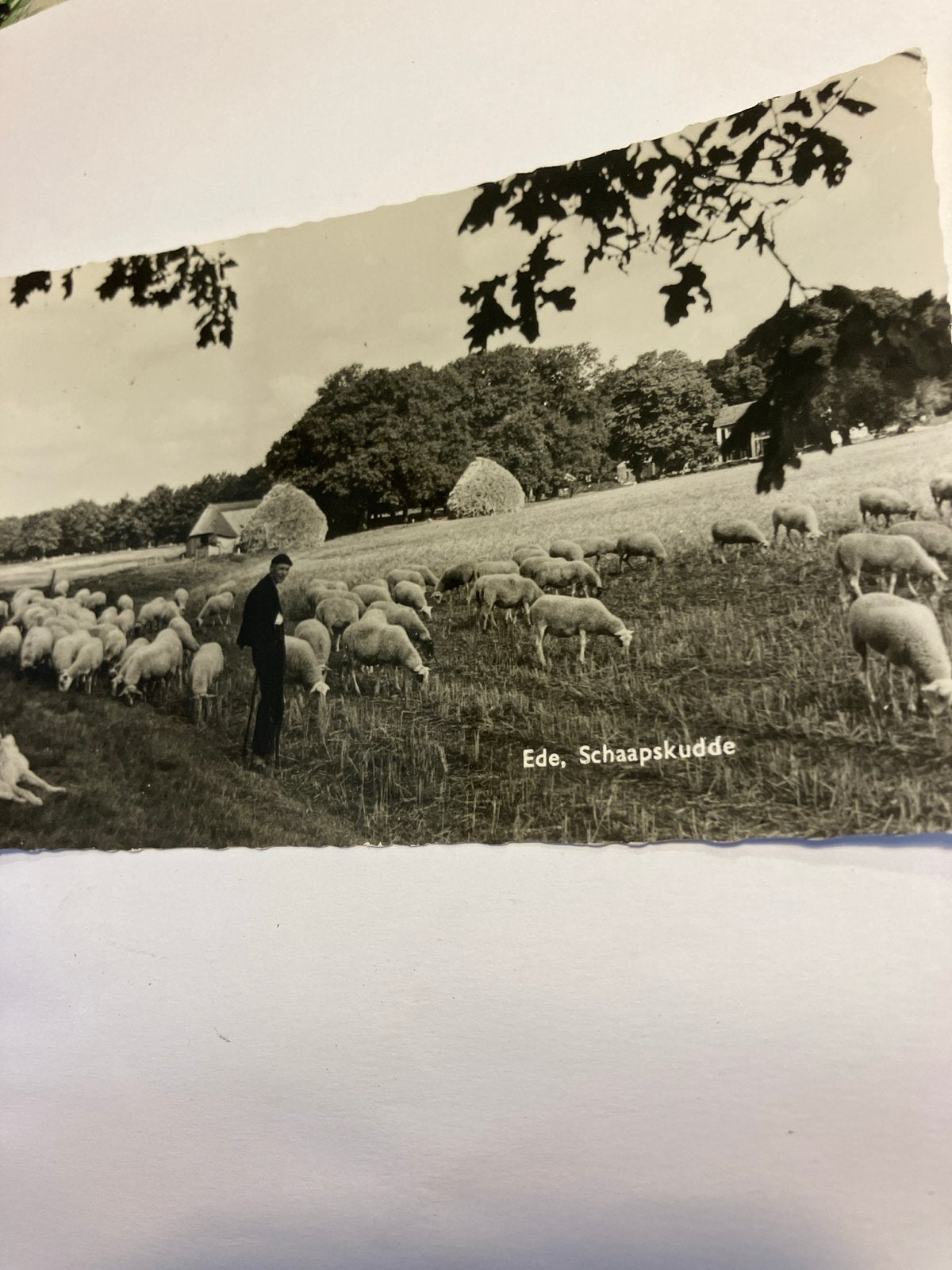 Oude Ansichtkaart Ede Schaapskudde - Gelopen 1965, Ophalen of Verzenden, 1960 tot 1980, Gelopen, Gelderland