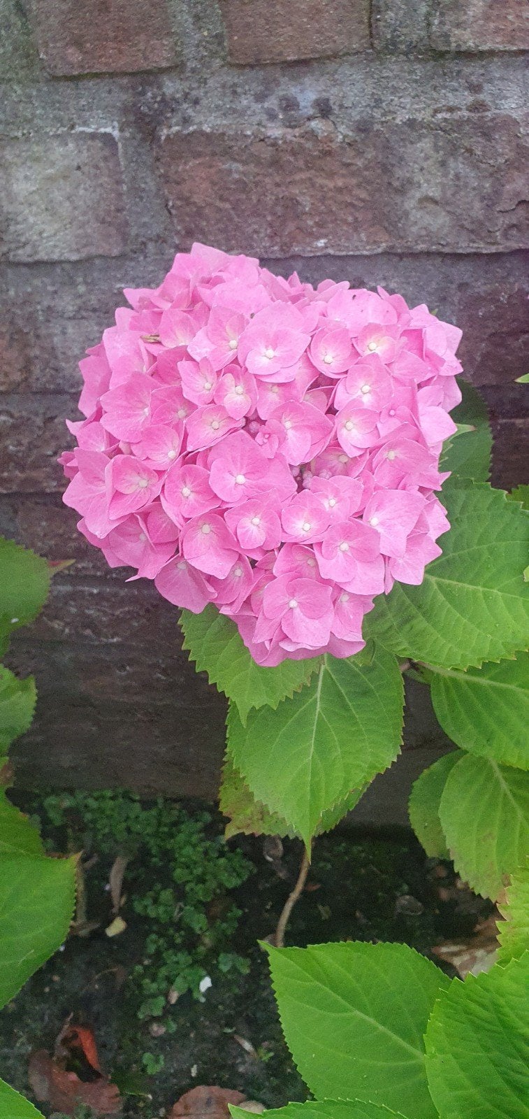 Mooie grote Boerenhortensia, Vaste plant, Halfschaduw, Zomer, Ophalen