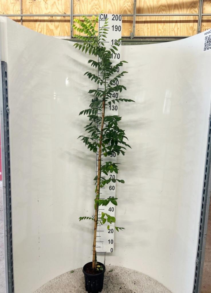 Sophora japonica 'Regent' 🌿 honingboom🐝, Ophalen, Volle zon, Overige soorten