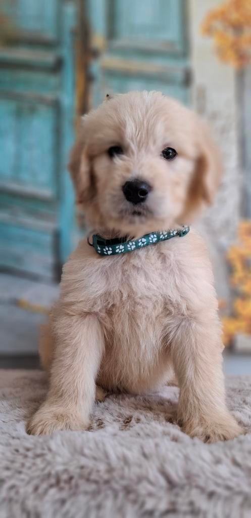 Super mooie Golden doodle pupjes, abrikoos, beschikbaar, Parvo, Overige rassen, 8 tot 15 weken, Meerdere