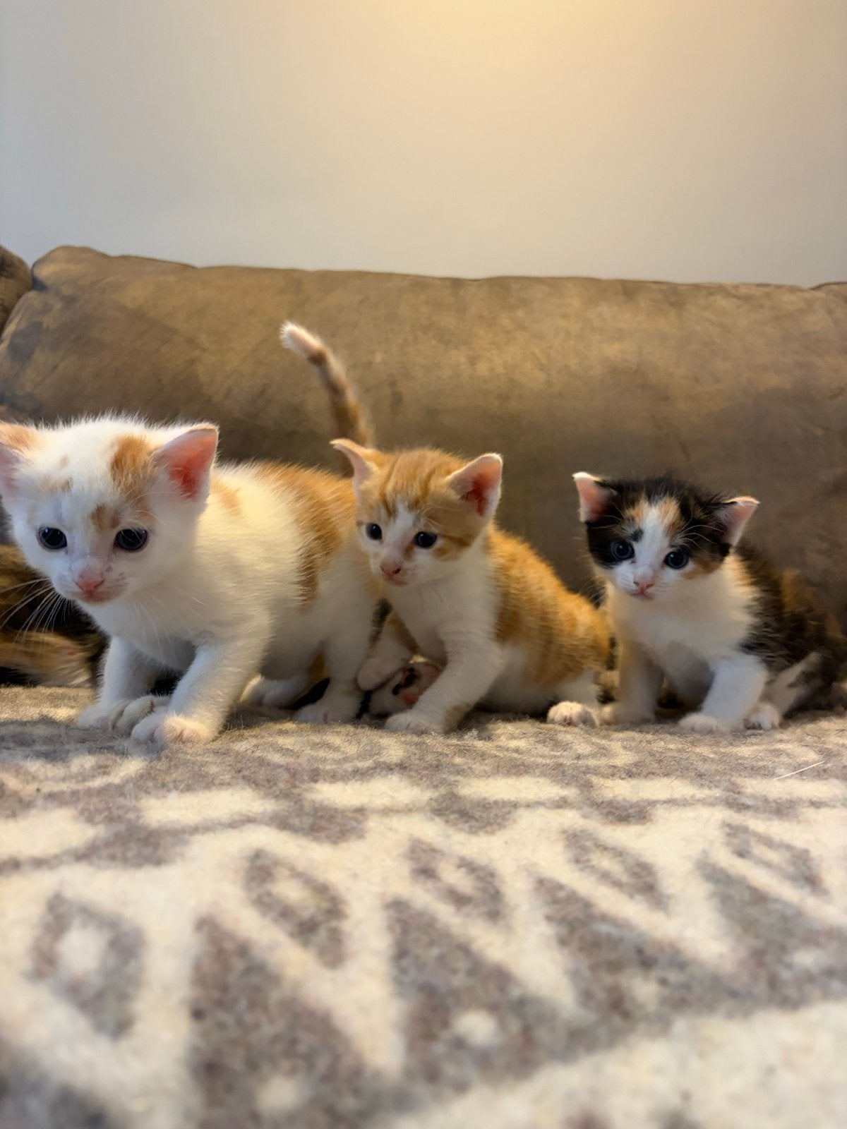 Drie prachtige kittens te koop, Meerdere dieren, Kortharig, 0 tot 2 jaar